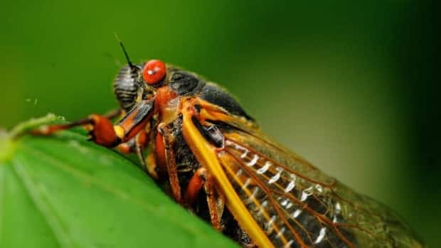 The cicadas shed their larval skin, spread their wings, and fly out to mate, making a tremendous noise in the process. ( - image credit)