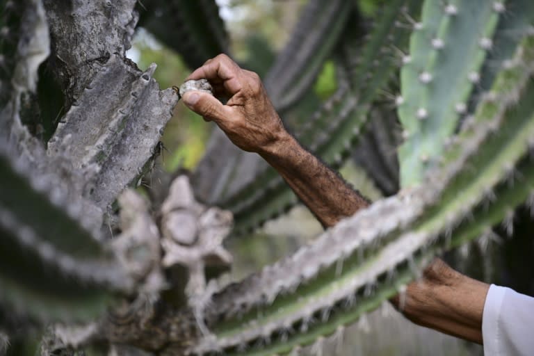 Alcides Peixinho Nascimento remueve una parte dañada de un cactus en su terreno en la Serra da Canabrava, en el estado de Bahia, Brasil el 12 de junio de 2024 (Pablo PORCIUNCULA)