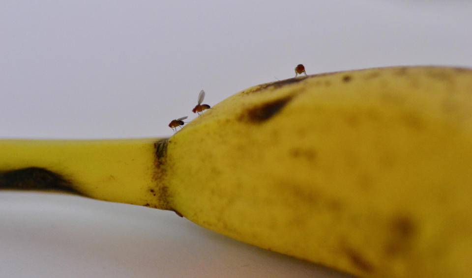 Close-up of a banana with three small fruit flies on it