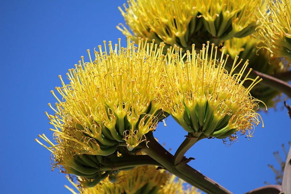 When the plant blooms, its flowers will be yellow and tubular (Puchku/Wikipedia Commons)