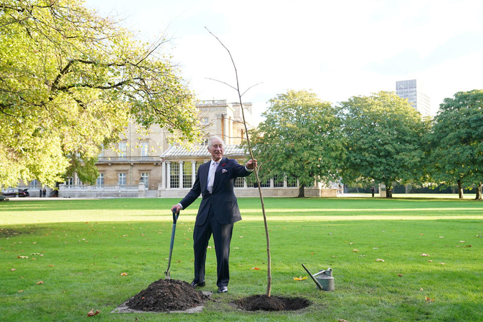 King Charles plants a tree