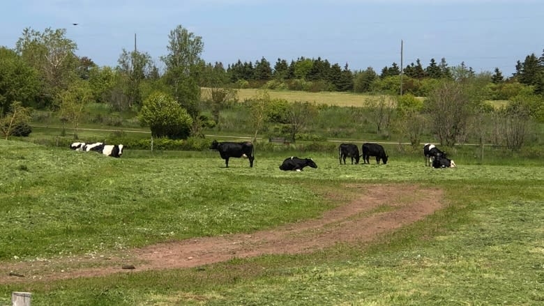 'How can we rebuild with all this mess?' Fire destroys dairy barn, kills cows