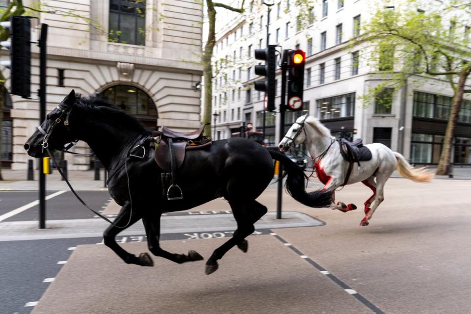 Two horses on the loose bolt through the streets of London near Aldwych (Jordan Pettitt/PA Wire)