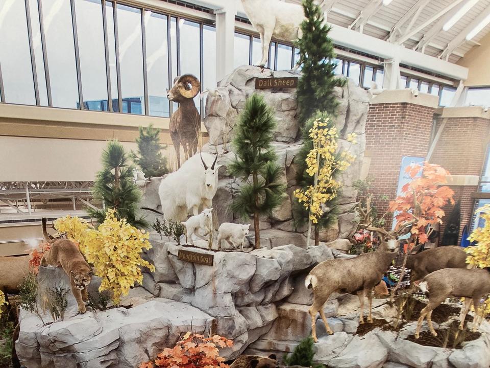 The Scheels store in Chandler will feature a taxidermy display like this one, shown in a photograph displayed at the store's dedication March 31, 2023.