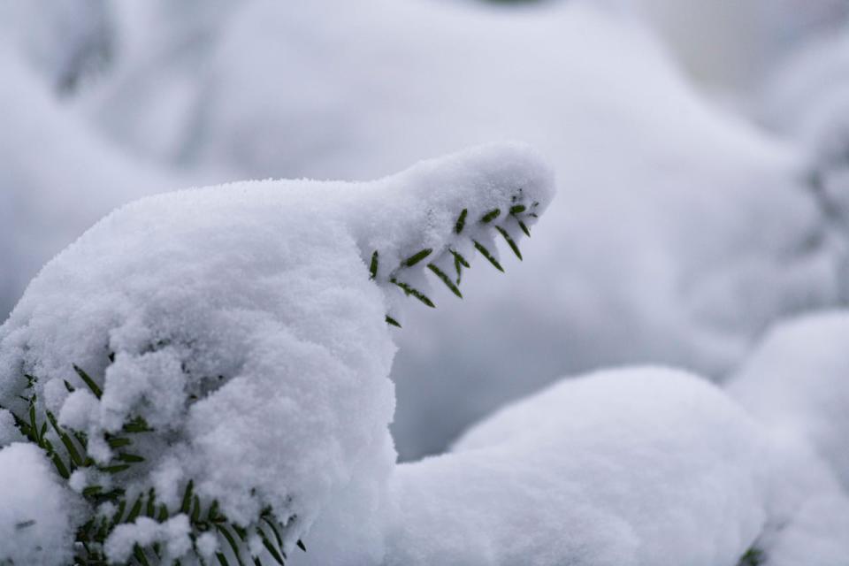 Between 15 to 25 centimetres of snow is forecasted along the South Shore — wind gusts up to 80 km/h will produce blowing snow.  (Radio-Canada - image credit)