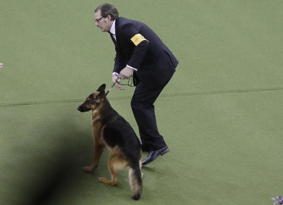 A handler reacts after Rumor, a German shepherd, won Best In Show at the 141st Westminster Kennel Club Dog Show on Tuesday, Feb. 14, 2017, in New York. (AP Photo/Frank Franklin II)