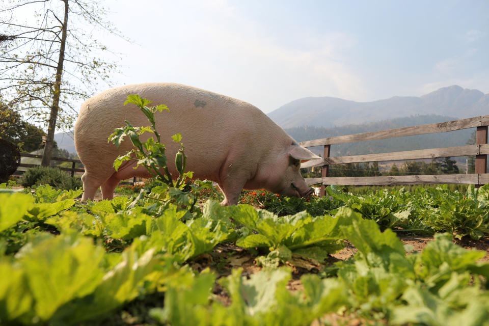 Pigcasso, a rescued pig, is seen in an organic vegetable garden after painting at the Farm Sanctuary in Franschhoek, outside Cape Town, South Africa. (Photo: Sumaya Hisham/Reuters)
