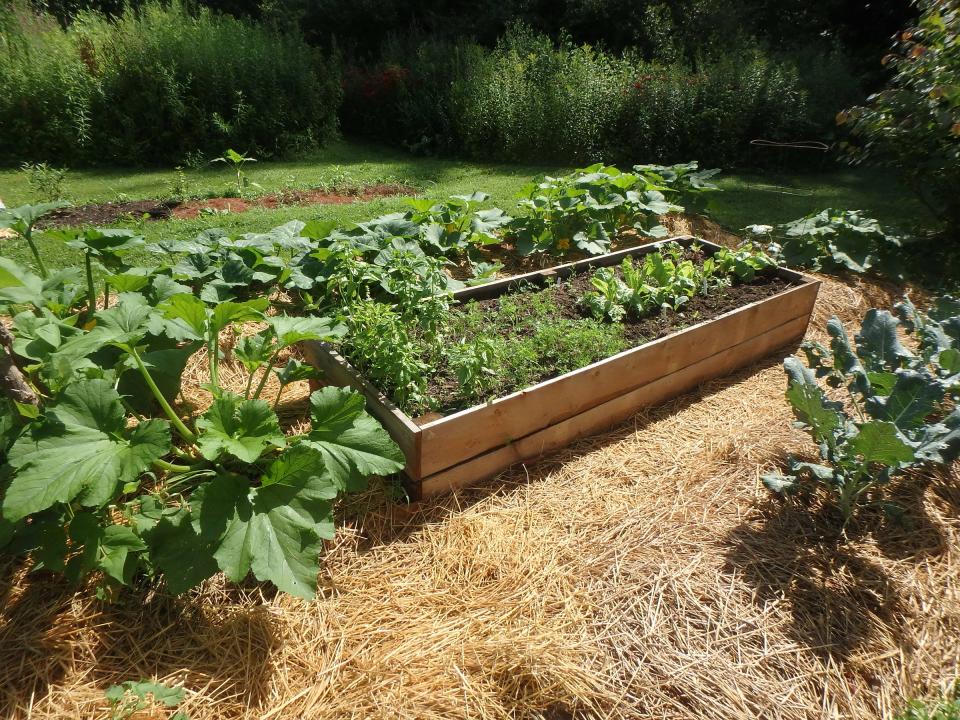 Raised beds are easier to weed and harvest from, and they drain better in rainy weather.