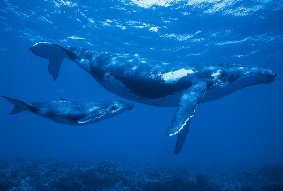 Microplastics could pose a bigger threat to baleen whales than oil (Getty)