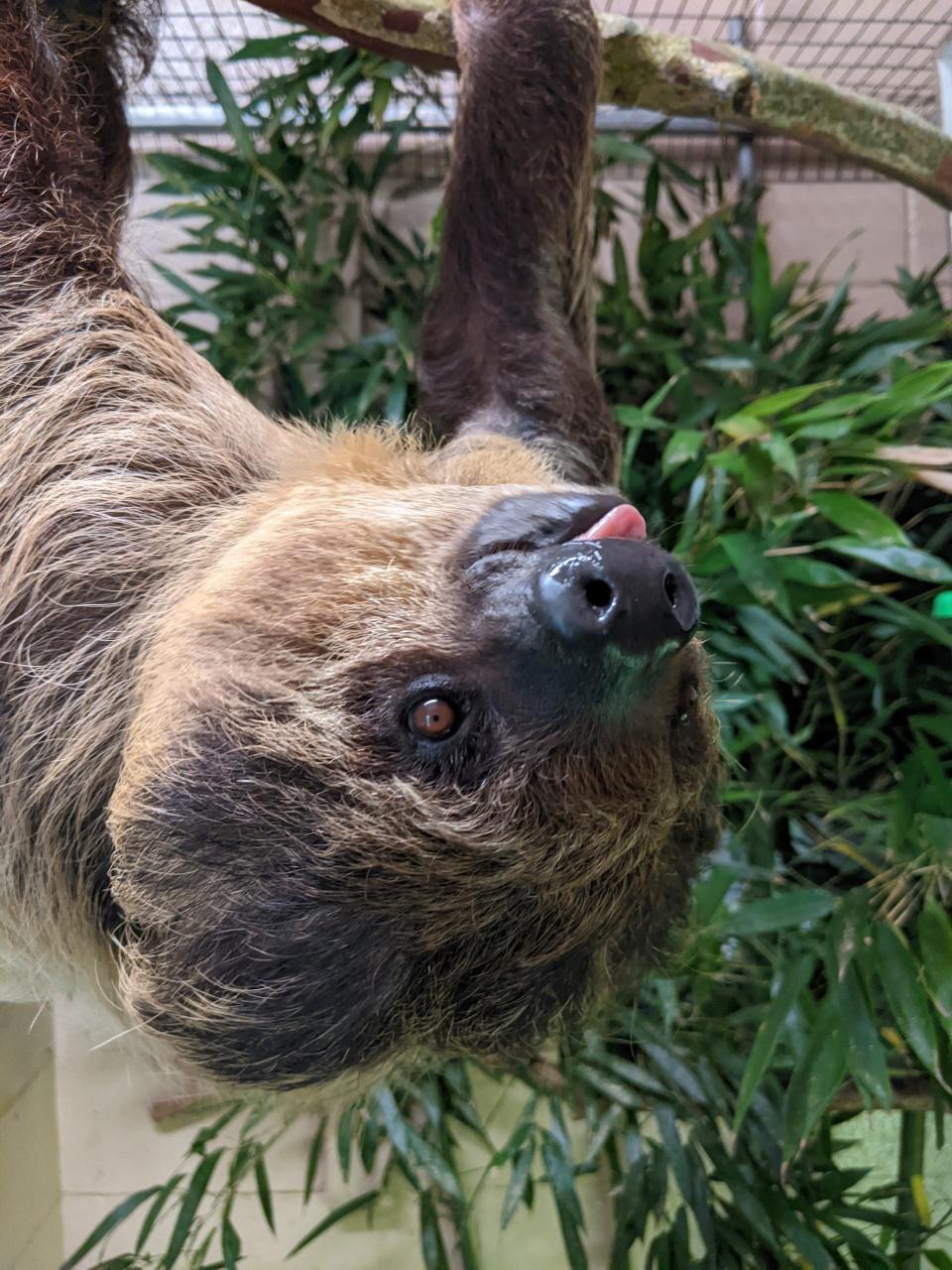 The Salisbury Zoo's newest resident is Bayou, a two-toed sloth who has come from the Audubon Zoo.
