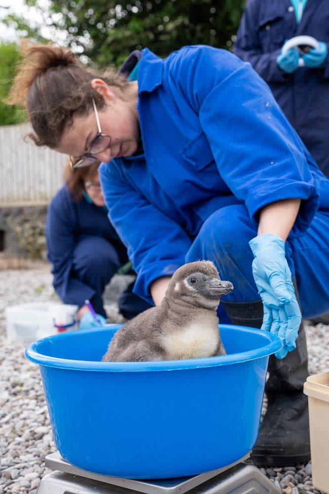 Zookeeper cleans a baby Humboldt penguin sat in a blue plastic box