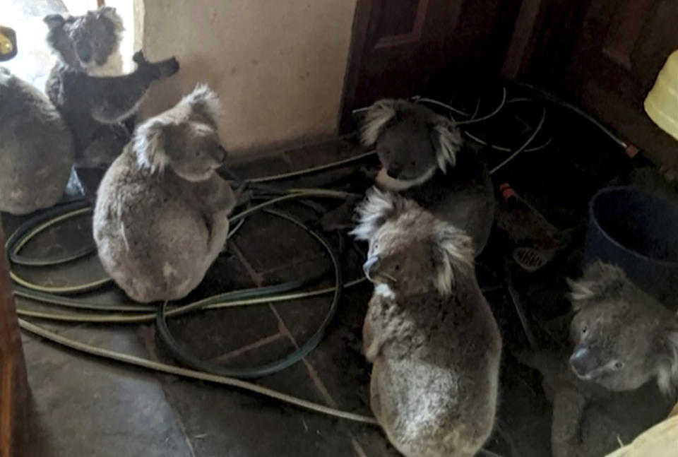 In this Dec. 20, 2019, photo provided by Adam Mudge, koalas sit inside a home in Cudlee Creek, South Australia, after being rescued from fires at a garden. Local firefighters assigned to protect a property from an approaching fire in South Australia on Friday helped a homeowner move koalas into her house to keep them safe from the flames. (Adam Mudge via AP)