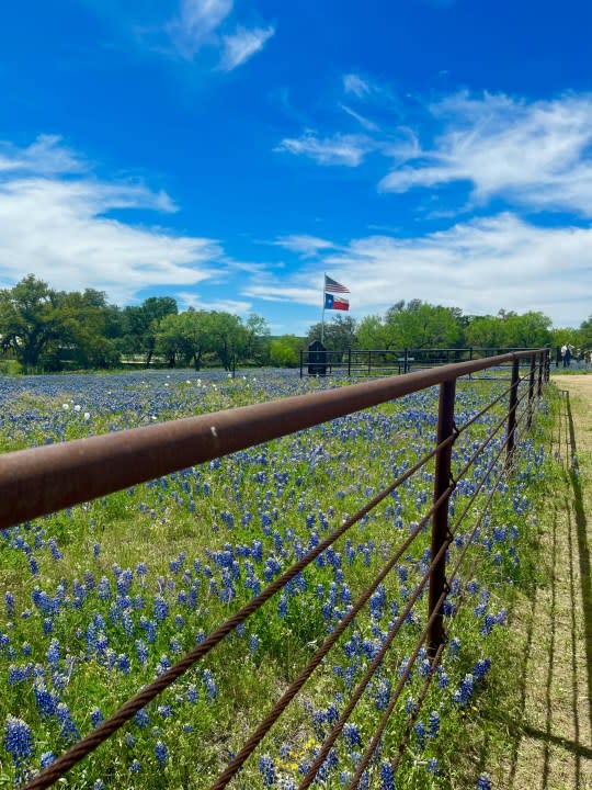 A field of bluebonnets in Willow City, Texas, on April 5, 2024. (Courtesy Beki Bowen)