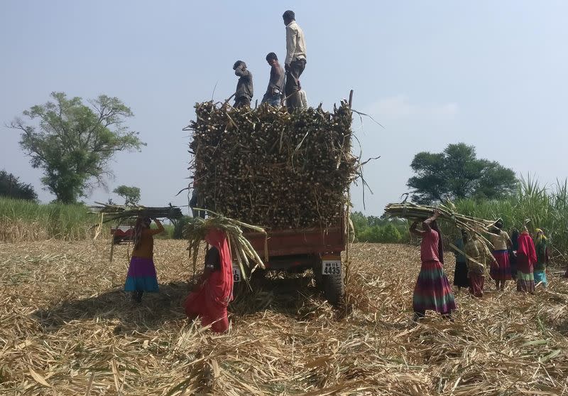 FILE PHOTO: Workers load harvested sugarcane onto a trailer in a field in Gove village