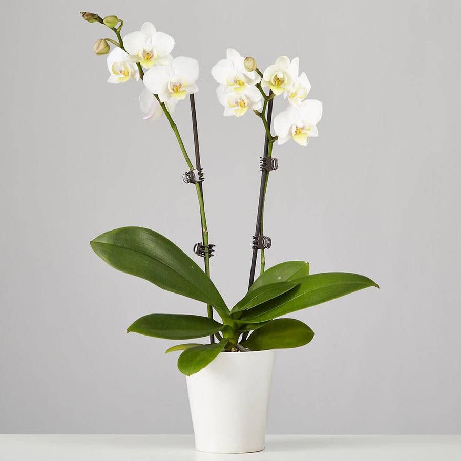 8) Large Phalaenopsis Orchid: White