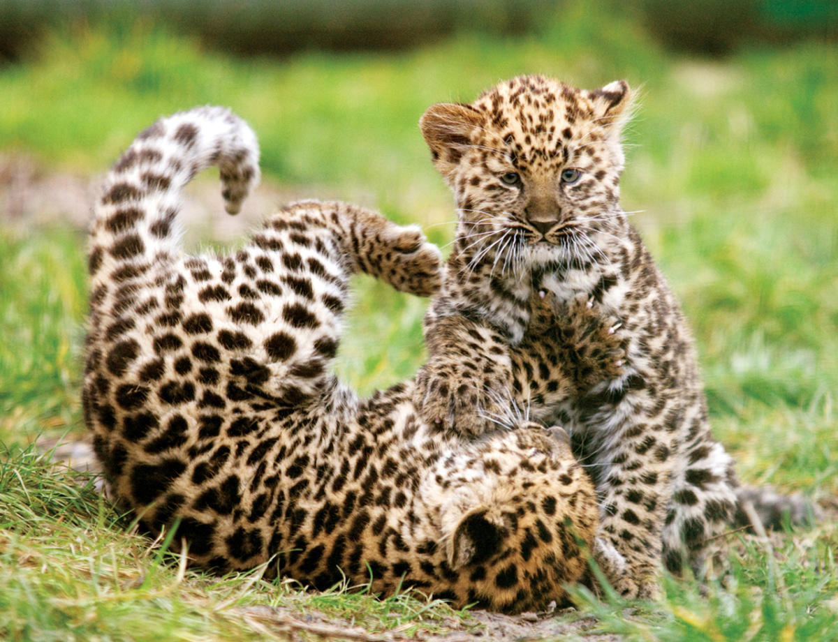 Ces 35 photos de bébés animaux vont vous réchauffer le coeur