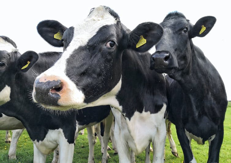 Tres vacas mirando fijamente a una cámara.