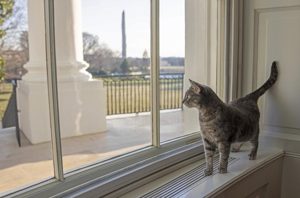 Willow, the Biden family's new pet cat, wanders around the White House on Thursday in Washington, D.C. President Joe Biden and first lady Jill Biden have added Willow, a 2-year-old, green-eyed, gray and white feline from Lawrence County, Pennsylvania, to their pet family. The Washington Monument can be seen in the distance.
