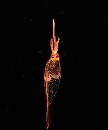 An orange Galiteuthis spotted in 2001.