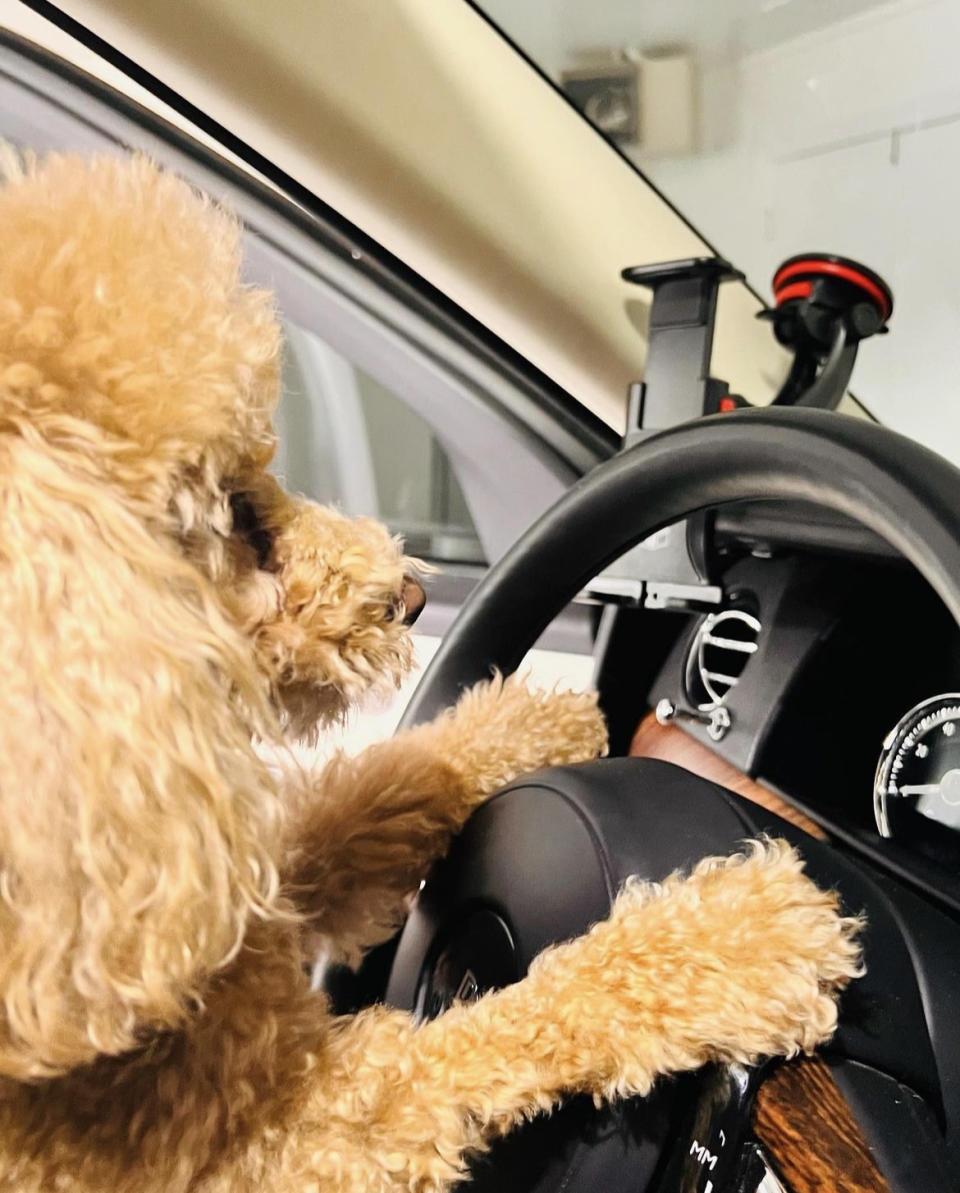 Nicole Kidman's dog behind wheel of car from her Instagram post.