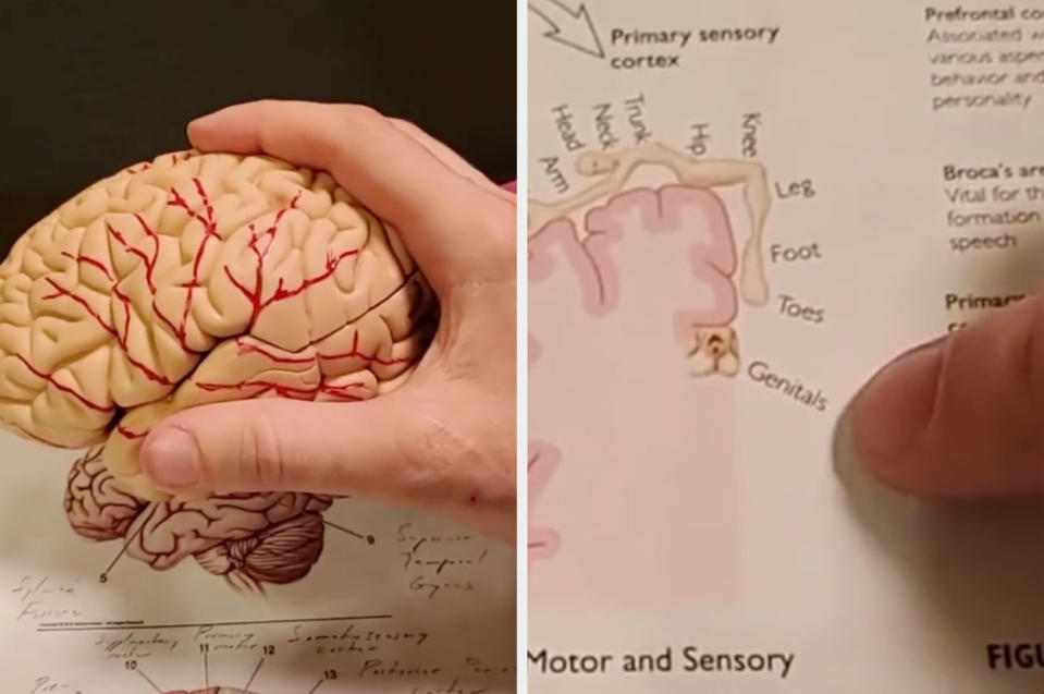 A diagram of the human brain