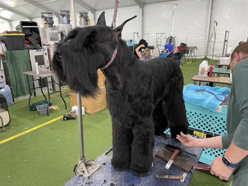 black giant schnauzer gets groomed before dog show