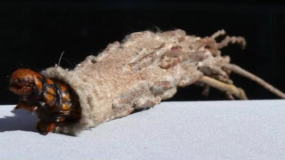 蛾幼蟲用絲做繭，並在外部包覆植物、碎屑或沙粒。（圖／翻攝自《每日星報》）
