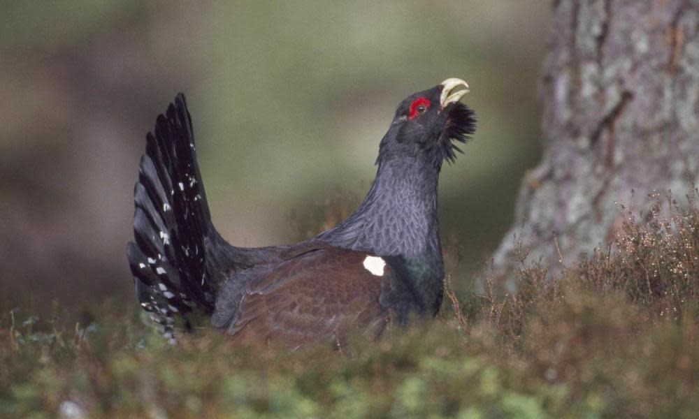 The capercaillie is of one of Scotland’s most endangered birds.