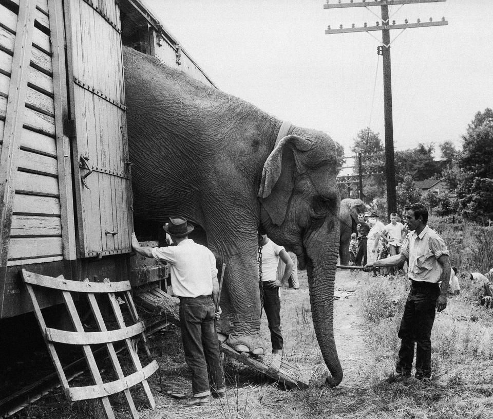 <p>A circus hand guides a big elephant down the ramp as the Ringling Bros. and Barnum & Bailey Circus arrives in Pittsburgh on July 16, 1956, before the announcement that the show will be last “under the Big Top.” Youngsters watch in background. (AP Photo) </p>