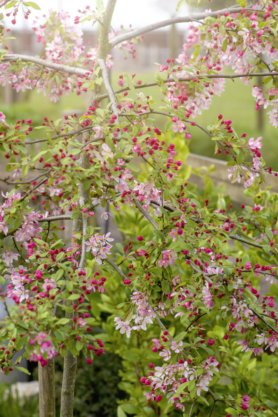 Crab apple tree