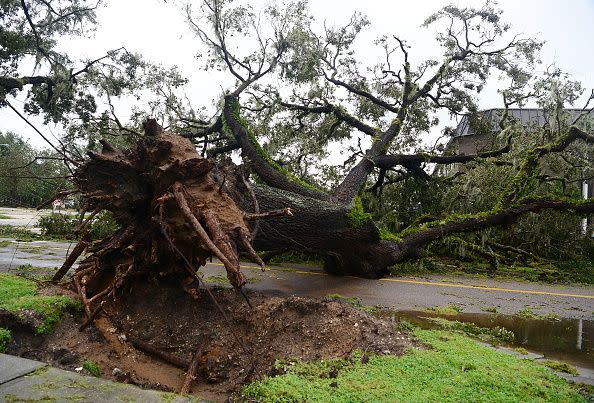 BARTOW, FLORIDA - SEPTEMBER 29: A downed tree blocks the road after being toppled by the winds and rain from Hurricane Ian on September 29, 2022 in Bartow, Florida. The hurricane brought high winds, storm surges and rain to the area causing severe damage. (Photo by Gerardo Mora/Getty Images)