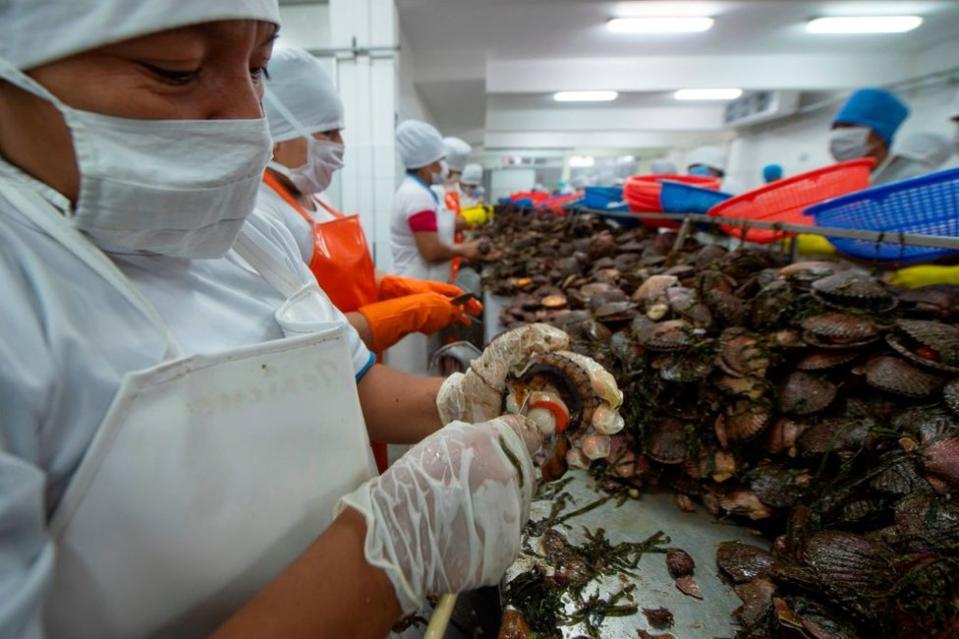 Trabajadores en una planta de procesamiento de marisco en Sechura, región de Piura, a 1.100 km de Lima, el 10 de diciembre de 2018.