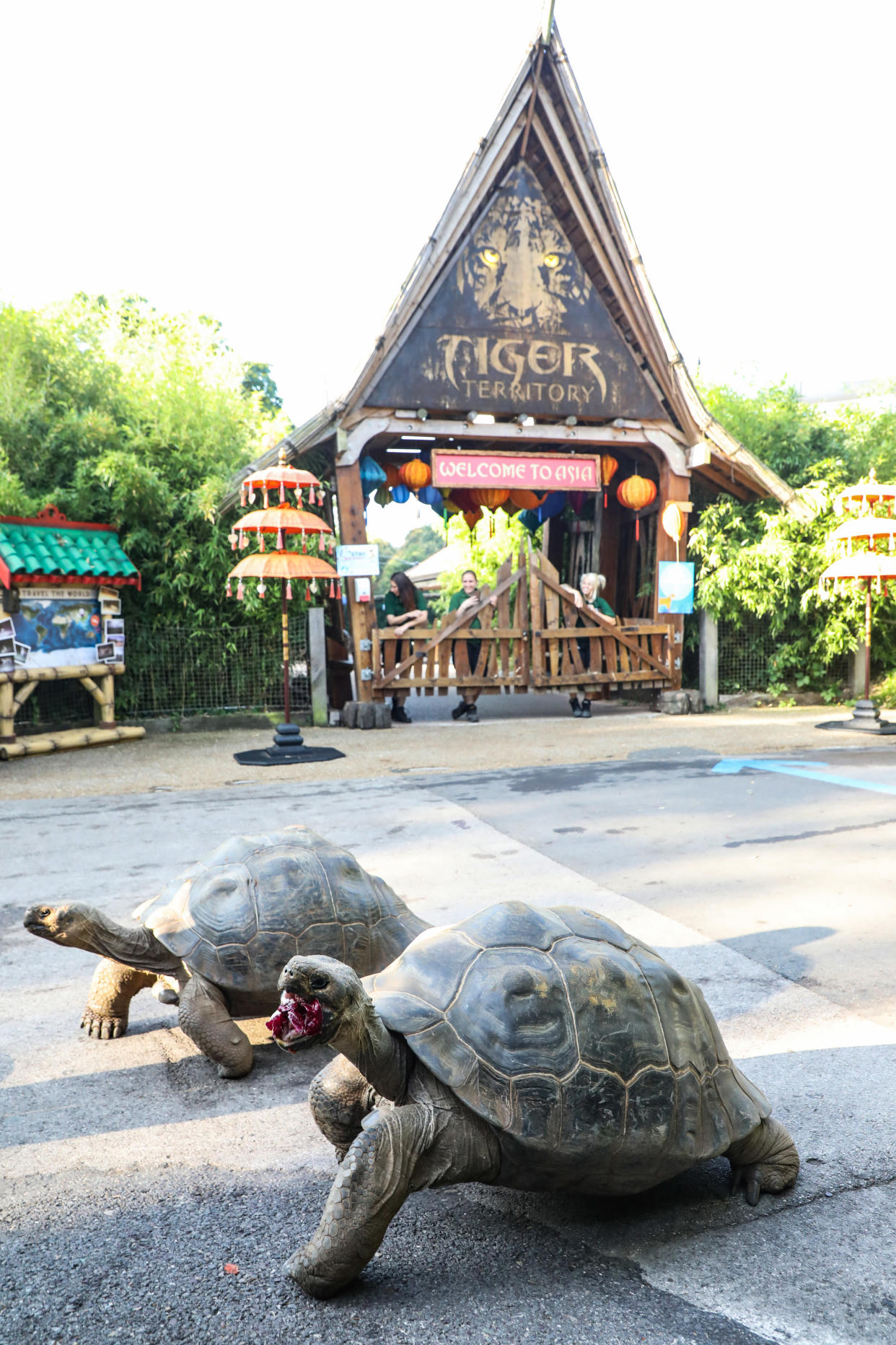 Giant tortoises Polly and Priscilla racing against each other. They are neck and neck.