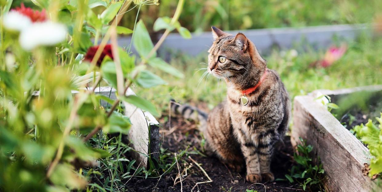 how to keep cats out of garden deter cats from garden