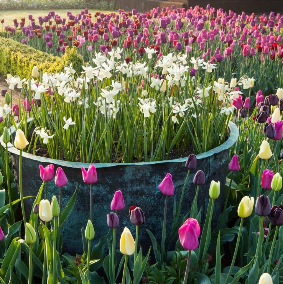 Top tips tulip festivals where to see best uk 2022 flower garden 