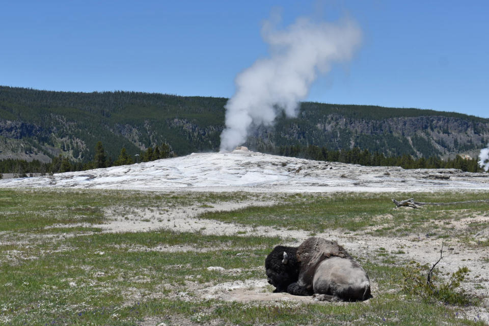 FILE - A bison lies down on the ground in front of the Old Faithful geyser in Yellowstone National Park, Wyo., on June 22, 2022. After a historic biodiversity agreement was reached, countries now face pressure to deliver on the promises. The most significant part of the global biodiversity framework is a commitment to protect 30% of land and water considered important for biodiversity by 2030. (AP Photo/Matthew Brown, File)