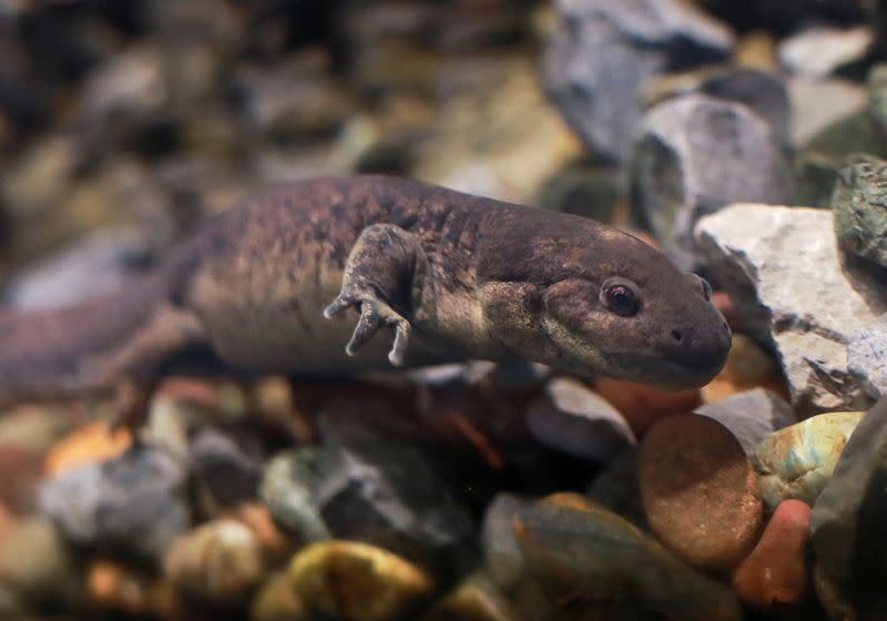 Mexico City opens axolotl museum at Chapultepec Zoo