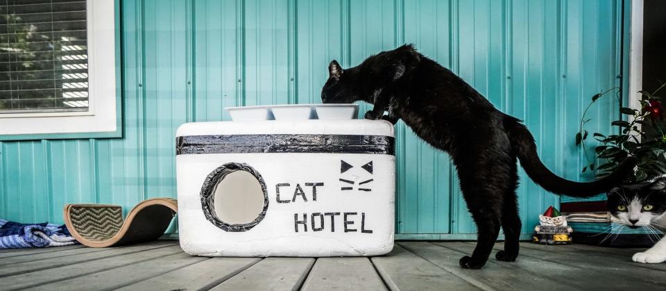 Pip, a feral cat eats his diner atop a cat hotel created by Kia Xiong and Tyler Donnelly on Wednesday, July 19, 2023, in the Bates-Hendricks neighborhood of Indianapolis.