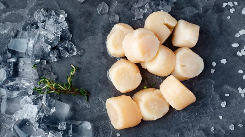 Close-up of raw scallops next to ice, herbs, and salt