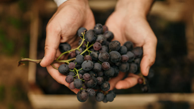 Hands holding grapes on vine
