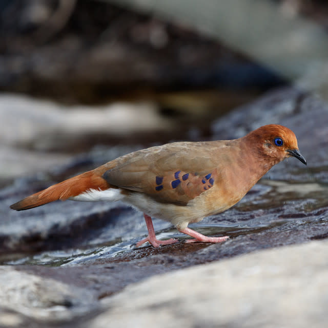 New hope for one of the world’s rarest bird species as conservationists hand-rear chick