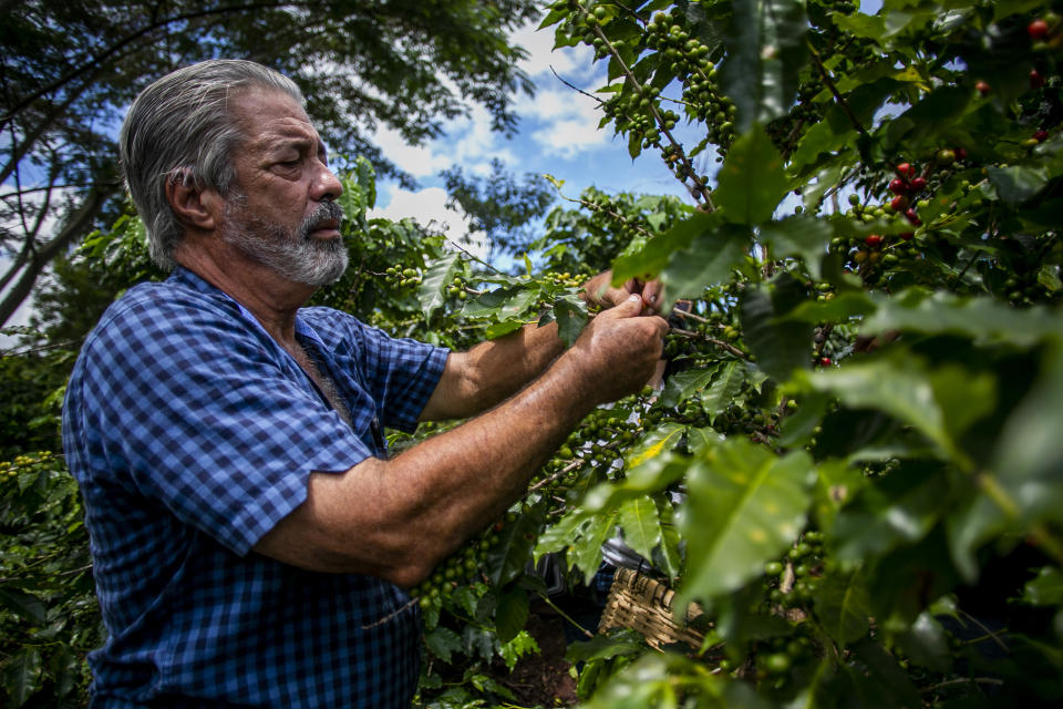 Pedro Pons, who has worked as a coffee grower on his family farm Hacienda Pons in the town of Lares for three decades. (Johnny De Los Santos / ConPRmetidos)