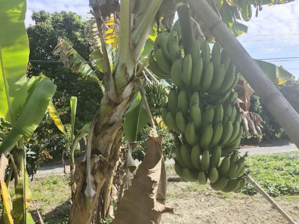 香蕉價格飆升，大內蕉農樂翻天。 （記者林相如攝）