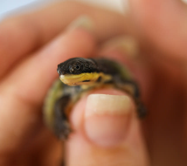 Three Species Of Endangered Freshwater Turtles Emerge From Eggs In 'Most Successful Reproduction Ever'