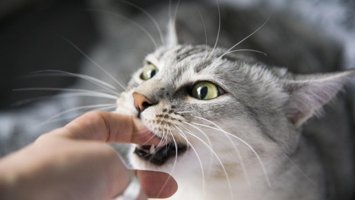  Cat bites person's finger. 