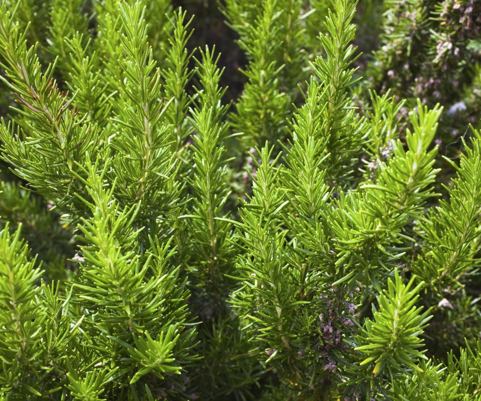 Rosemary bush up-close