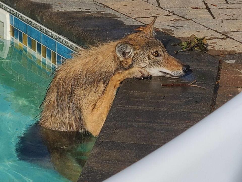 Nicole Van De Wolfshaar found this coyote in her pool Saturday morning. She posted photos to one of her Facebook groups to provide some levity, as many people are still without power after last weekend's storm. (Nicole Van De Wolfshaar - image credit)