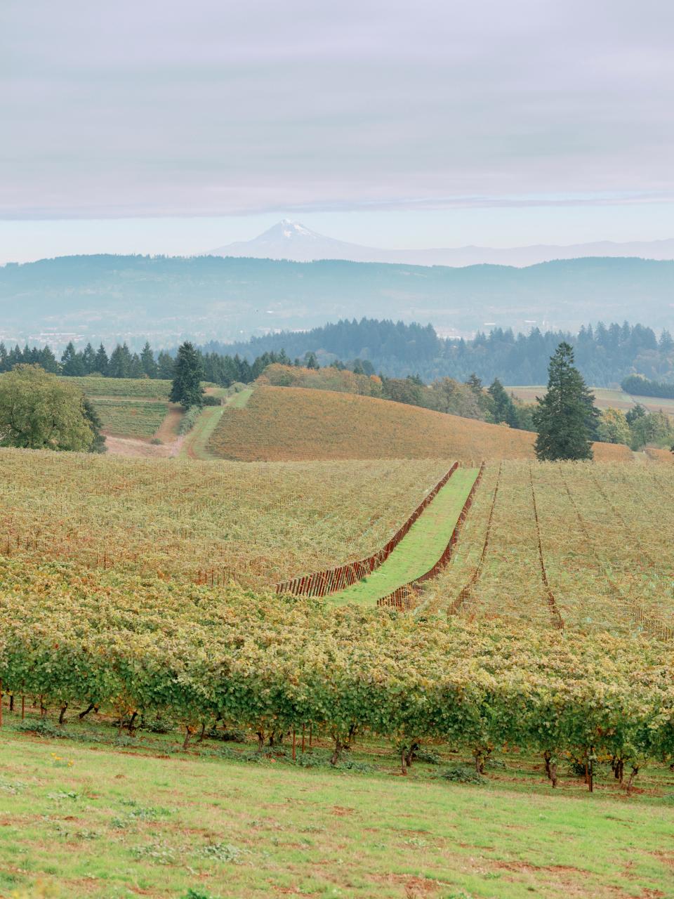 CJ McCollum and Elise Esposito’s Wedding Was an Intimate Affair in Oregon Wine Country