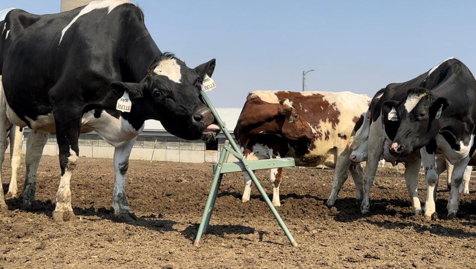 Curious cow Joelle tastes a prop during the video shoot.