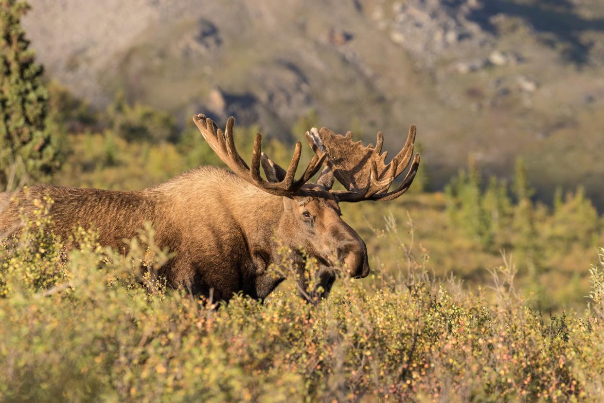 bull moose in Alaska frontier